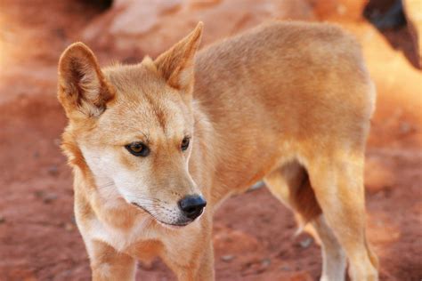 A Dingo Australian Dingo Facts Six0wllts