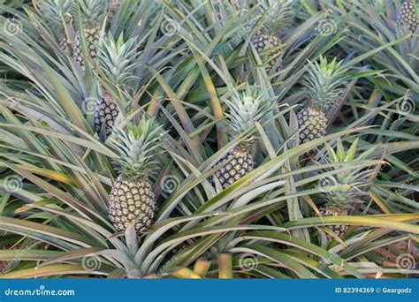 Pineapple Plant Tropical Fruit Growing In A Farm Stock Image Image
