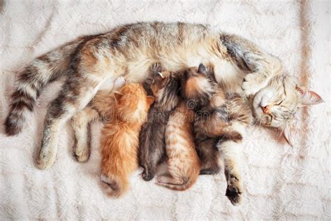 Mother Cat Nursing Baby Kittens Stock Photo Image Of Fluffy