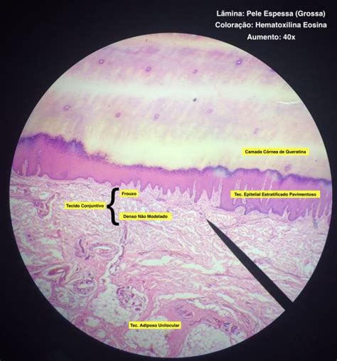 Pin Em Histologia