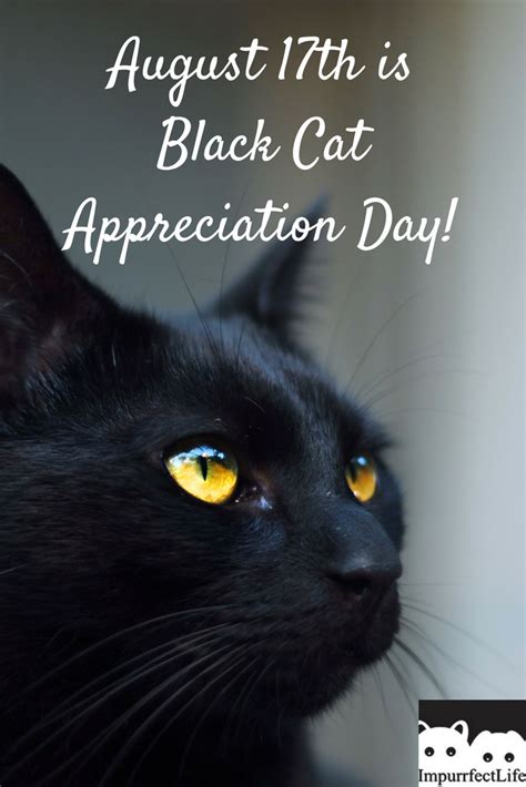 August 17th Is Black Cat Appreciation Day Impurrfectlife Black Cat