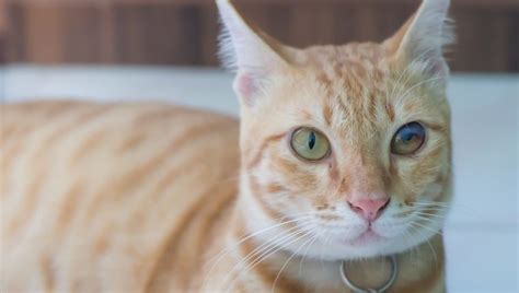 Prellungen an bauch / rücken. Katarakte bei Katzen: Symptome, Ursachen und Behandlungen ...