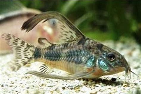 Corydoras Long Finned Pepper Paleatus Aquarium Fish Catfish Fish