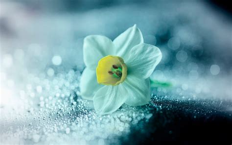 3840x2400 Daffodil Flower Petals Drops 4k Hd 4k Wallpapers Images
