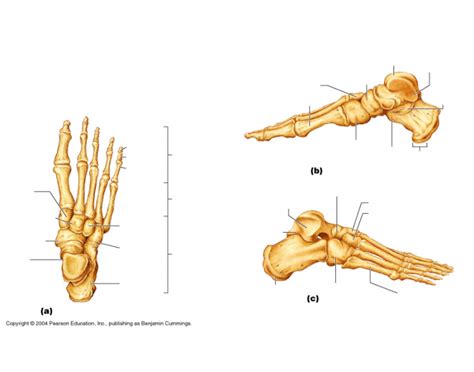 Bones of the foot Quiz