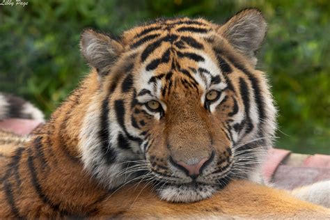 Colchester Zoo Amur Tigers Flickr