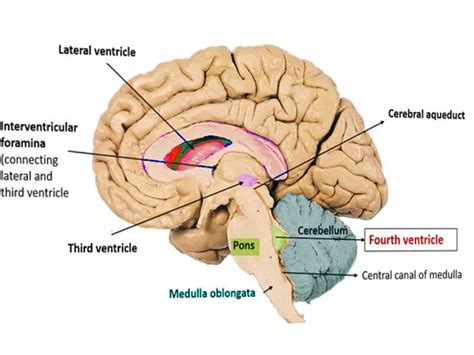 Ventricles Of The Brain Structure And Cerebrospinal Fluid Csf