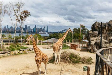 Sydney Ingresso Para O Zoológico De Taronga Getyourguide