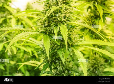 Cannabis Sativa Bud Hi Res Stock Photography And Images Alamy