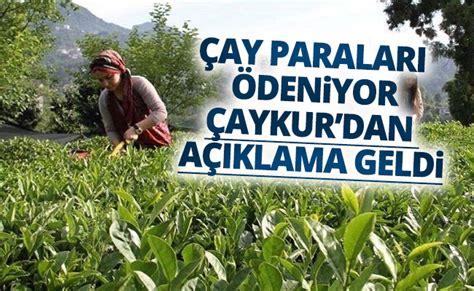 ÇAYKUR Haziran Ayı Çay Parasını Ödemeye Başlıyor Gelişim Haber Rize