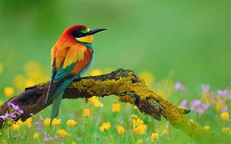 Bird Wallpapers Hd Beautiful Wallpapers Collection 2014