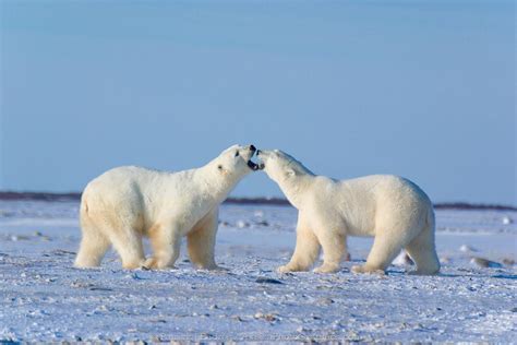 Alaskaphotographics Polar Bears Playfight