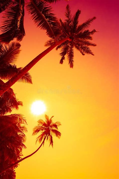 Tropical Sunset With Coconut Palm Trees Stock Photo Image Of Shine