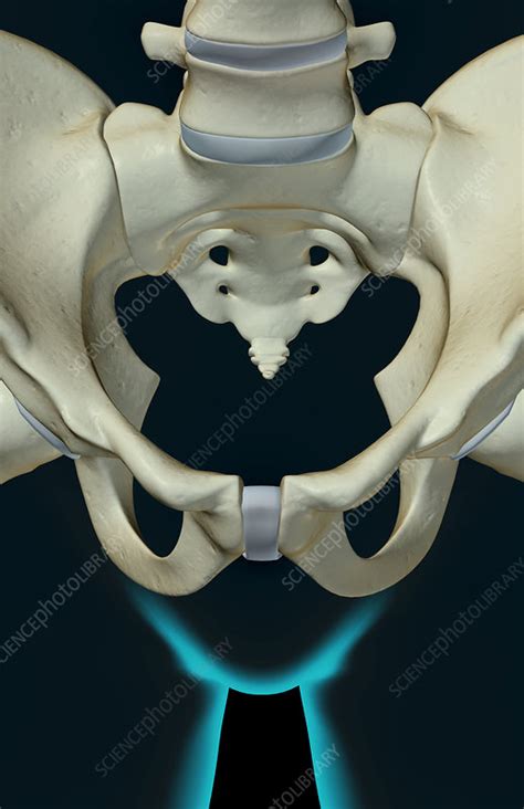 The Bones Of The Pelvis Stock Image F0014772 Science Photo Library