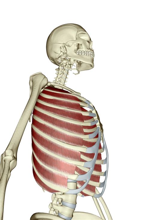 Although each rib has its own rom (occurring primarily at the costovertebral joint), rib cage shifts occur with movement of the vertebral column. 5 Body Parts You Didn't Know You Were There