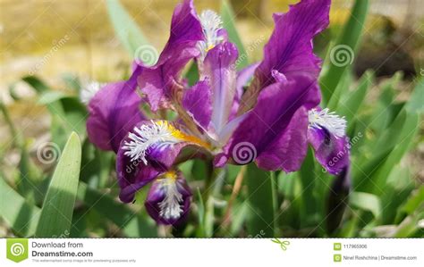 Beautiful Purple Iris Flower Closeup Stock Photo Image