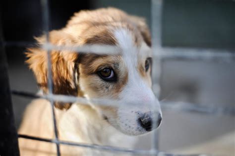 Animal Rescue Shelter Pleads For People To Adopt Nearly 80 Puppies