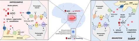 Frontiers | The Good, the Bad, and the Deadly: Adenosinergic Mechanisms Underlying Sudden 