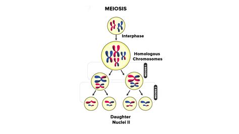 How Many Haploid Cells Are Formed At The End Of Meiosis Ii