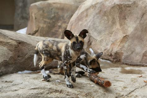 African Painted Dog Puppies Seven Rare African Painted Dog Pups Born