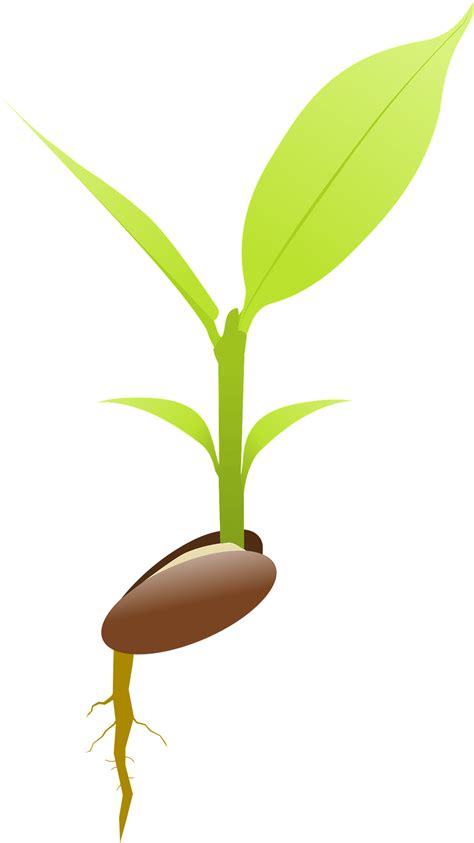 Seed Transparent Png Png Mart