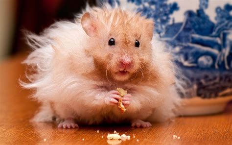Animal Hamster Hd Wallpaper