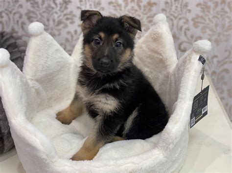 Furrylicious German Shepherd Dog Female Black And Tan 3077702 Furrylicious