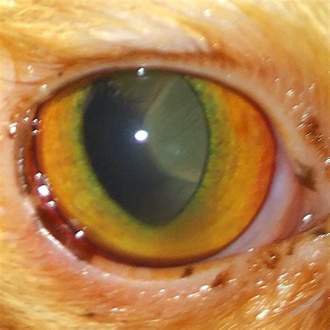 This may be described as a curtain over part of the field of vision. CullenWebb Animal Eye Specialists
