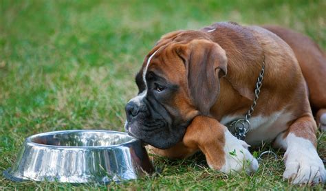 49 Best Diet For A Boxer Dog Image Bleumoonproductions