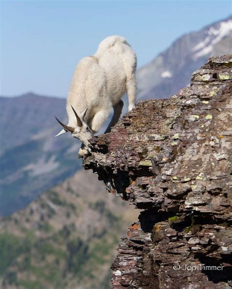 Out On A Ledge Goat Goatalliance Mountaingoat Rmga Nature
