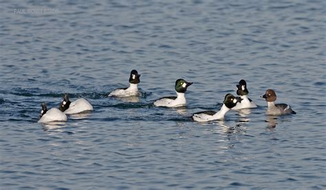 Duck Courtship Behavior In North Michigan Paulrossibirds