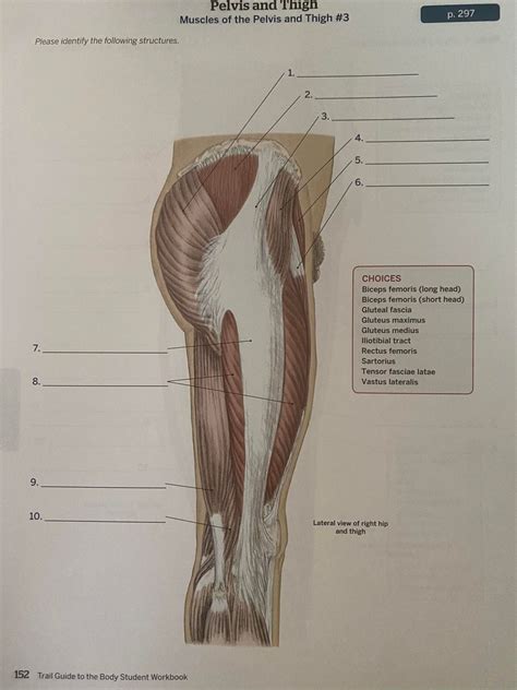 P Muscles Of The Pelvis And Thigh Pg Diagram Quizlet