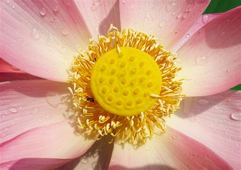 Fotos Gratis Naturaleza Flor Fotografía Pétalo Florecer Estanque