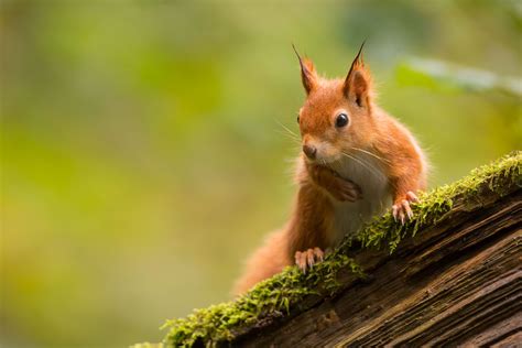 Red Squirrel Guide How To Identify And Best Places To See In Britain