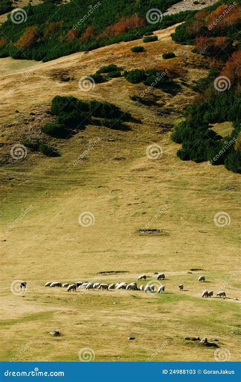 Mountain Pasture With Sheep Stock Image Image Of Nature Lines 24988103