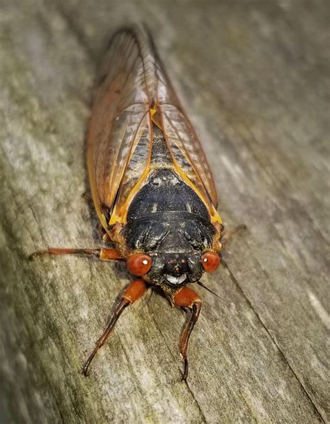 Total Invasion Swarm Of 17 Year Cicadas Projected To Emerge In Tri