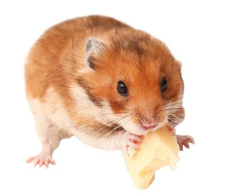 Hamster Funny Animal Hamster Eating Cheese Stock Image Image Of