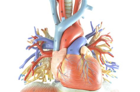 Hole In The Heart Heart Problems That Could Affect A Newborn