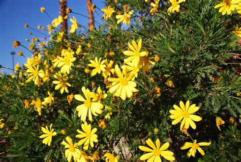 Desert Garden Yellow Blossoms~mellow Yellow Monday 01311