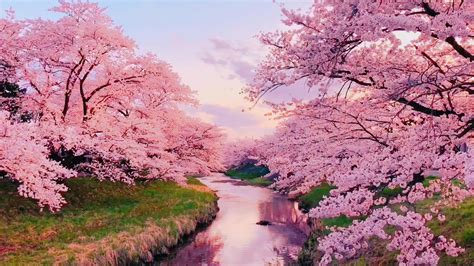 Cherry Blossom Stock Video Footage For Free Download