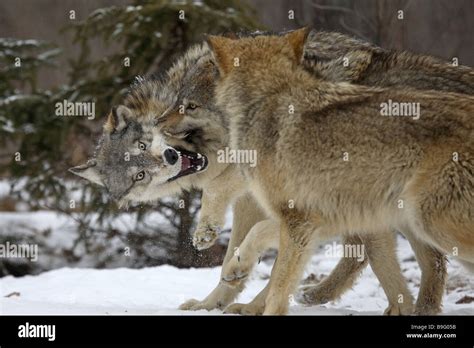 Eastern Timber Wolves Canis Lupus Lycaon Stock Photo Alamy