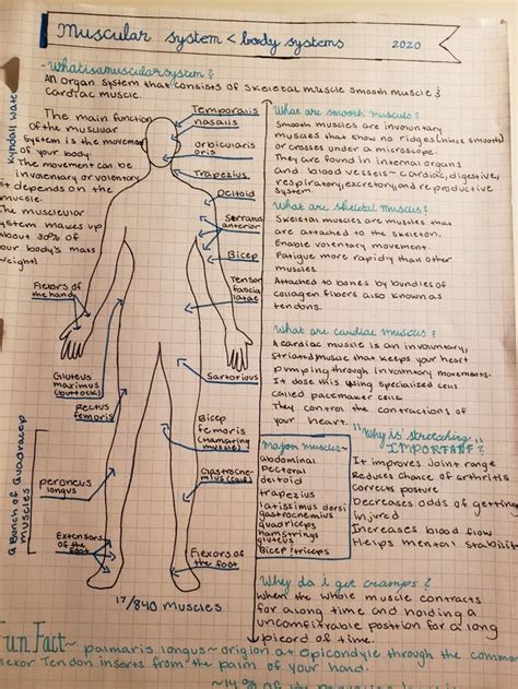 The Muscular System Notes Muscular System Notes Muscular System Medical