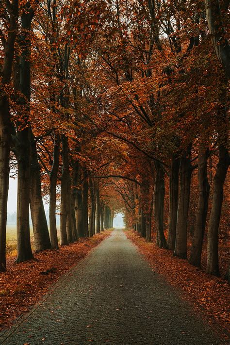 Alley Path Trees Autumn Nature Hd Phone Wallpaper Peakpx