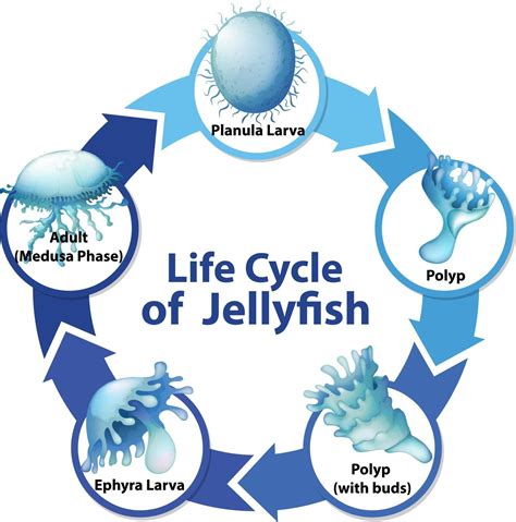 Diagrama Que Muestra El Ciclo De Vida De Las Medusas 2680325 Vector En