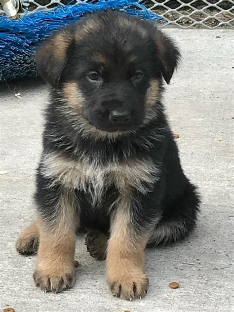 Pure Breed German Shepherd Pups In Armagh County Armagh Gumtree