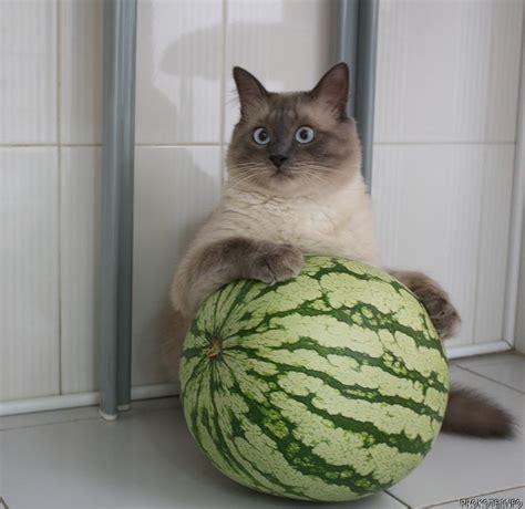 The images derives from a 2017 google result for can cats eat salami and evolved into a wholesome phrase which rose to popularity in november 2019. Cat and watermelon (or watermelon and cat) image - Cat ...