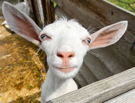 Funny Goatfunny Goat On Farm Ukraine The Boston School