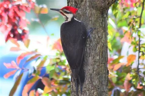 Everything You Need To Know About Woodpeckers In Iowa Bird Advisors