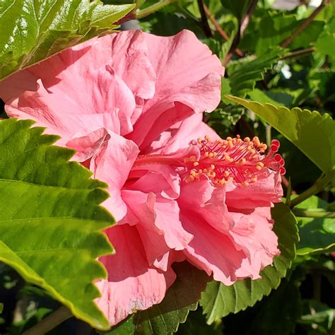 Pink Hibiscus Flower Background Free Stock Photo Public Domain Pictures