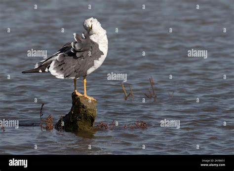 Lesser Black Backed Gull Taken At Connahs Quay Nature Reserve On The Dee Estuary On The North